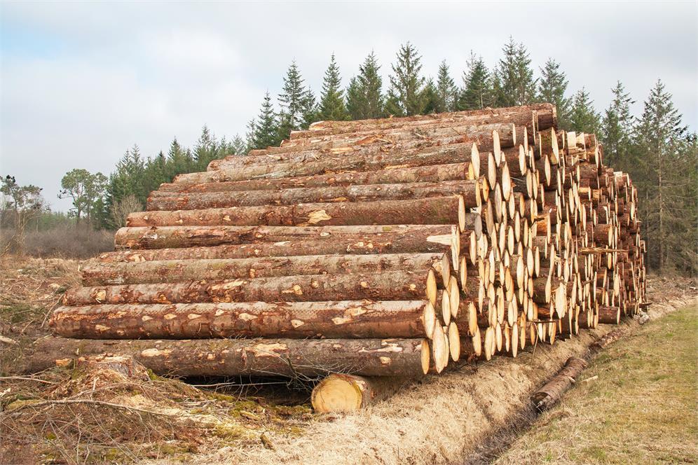 Aserraderos De Madera En Taboada