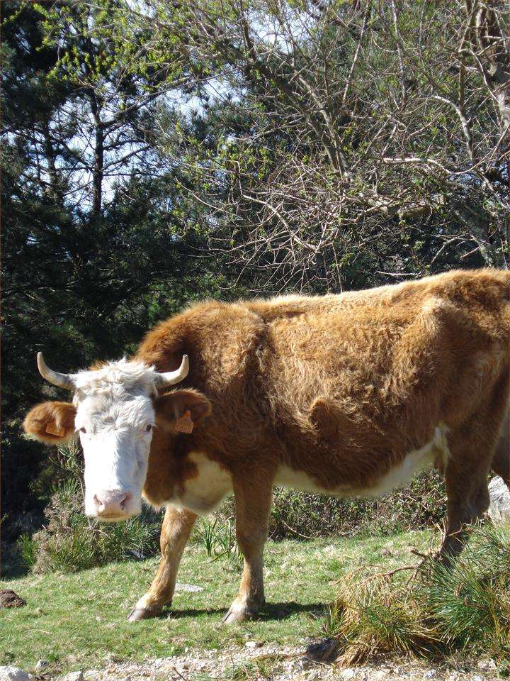 Expolugo - Mostra Agrogandeira A Rural