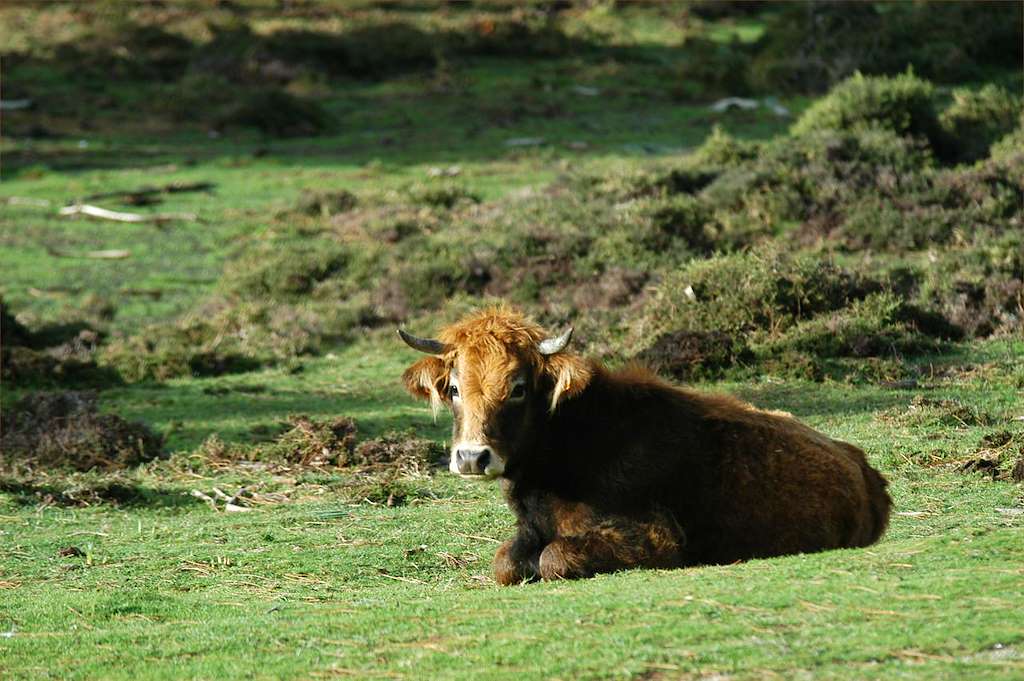 Expolugo - Mostra Agrogandeira A Rural