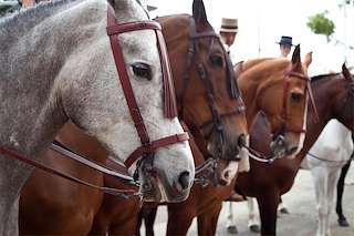Feira Cabalar do San Martiño de Francos