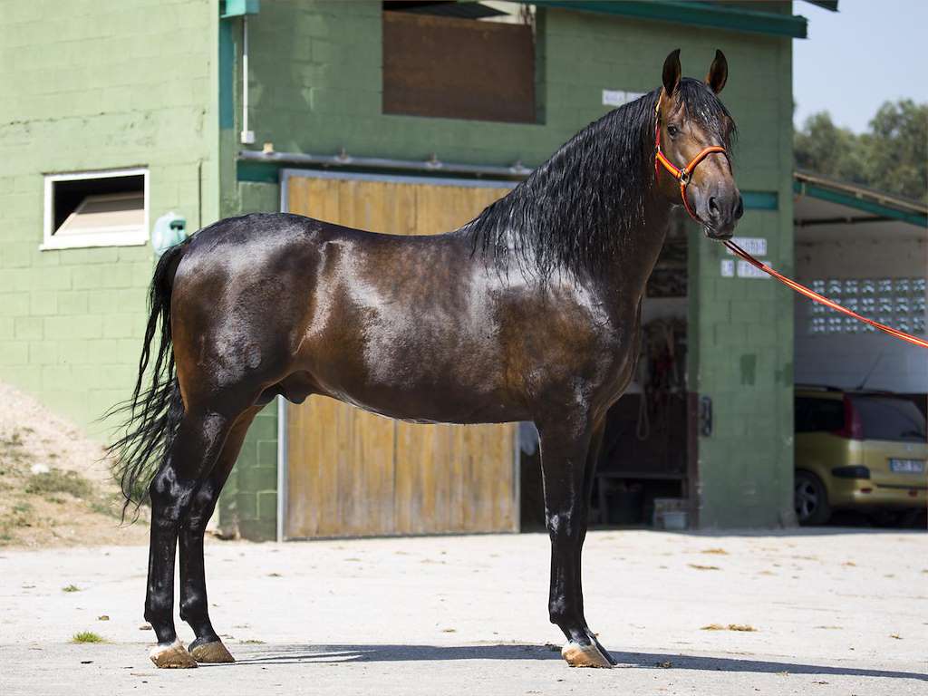 XXIII Festa do Galo Piñeiro e Mostra Cabalar en O Pino