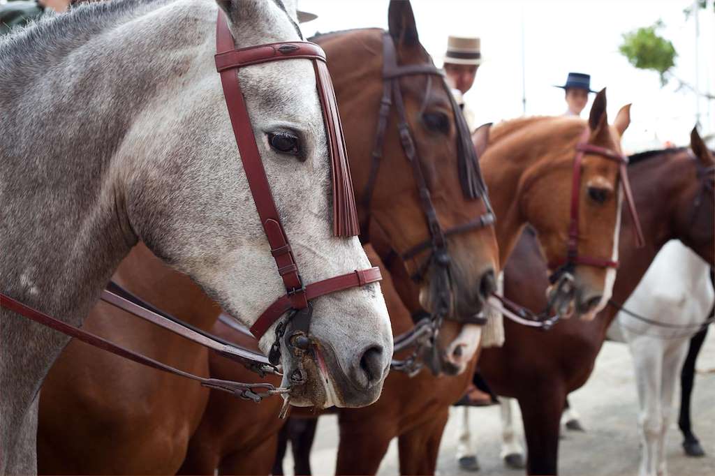 XVI Ruta Cabalar (2025) en Arzúa