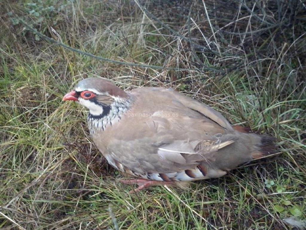 imagen principal Asociación de Cazadores de Vilardevós