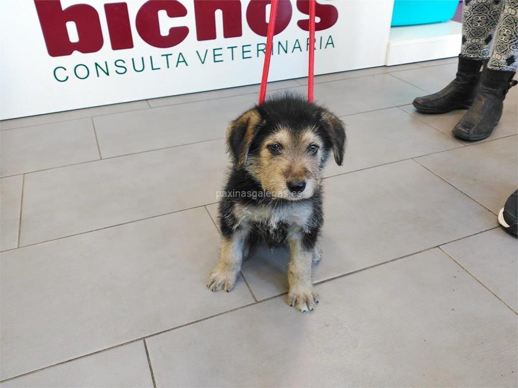 Bichos Consulta Veterinaria En Negreira