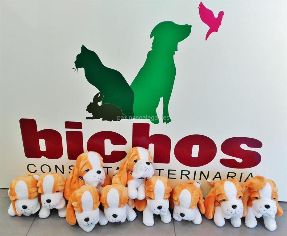 Bichos Consulta Veterinaria En Negreira