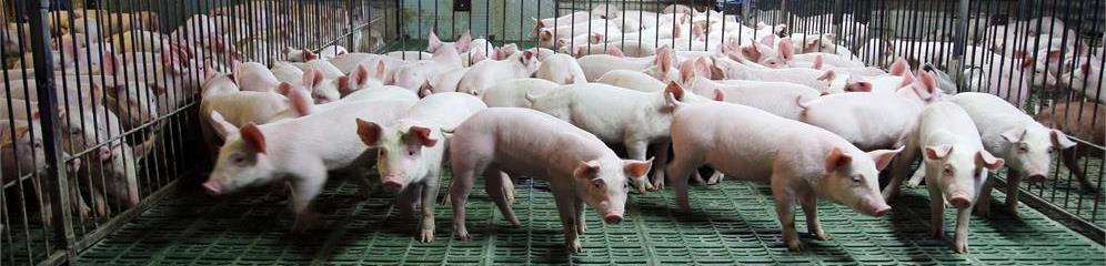 Granjas porcinas en provincia Lugo